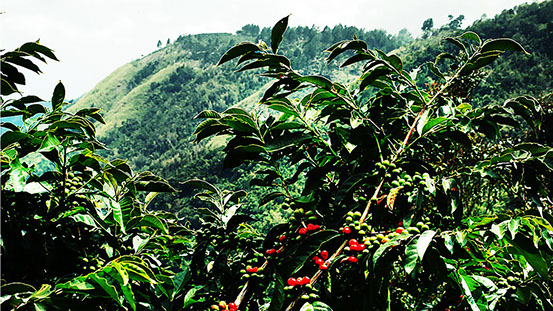 Coffee Plantation Tour in the Blue Mountains of Jamaica